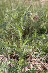 Nodding plumeless thistle